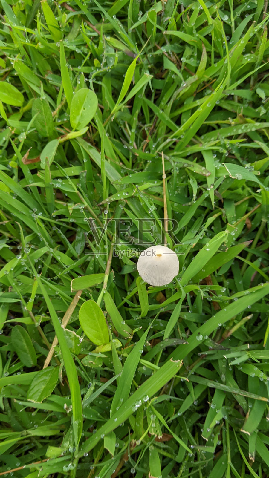 蘑菇10照片摄影图片