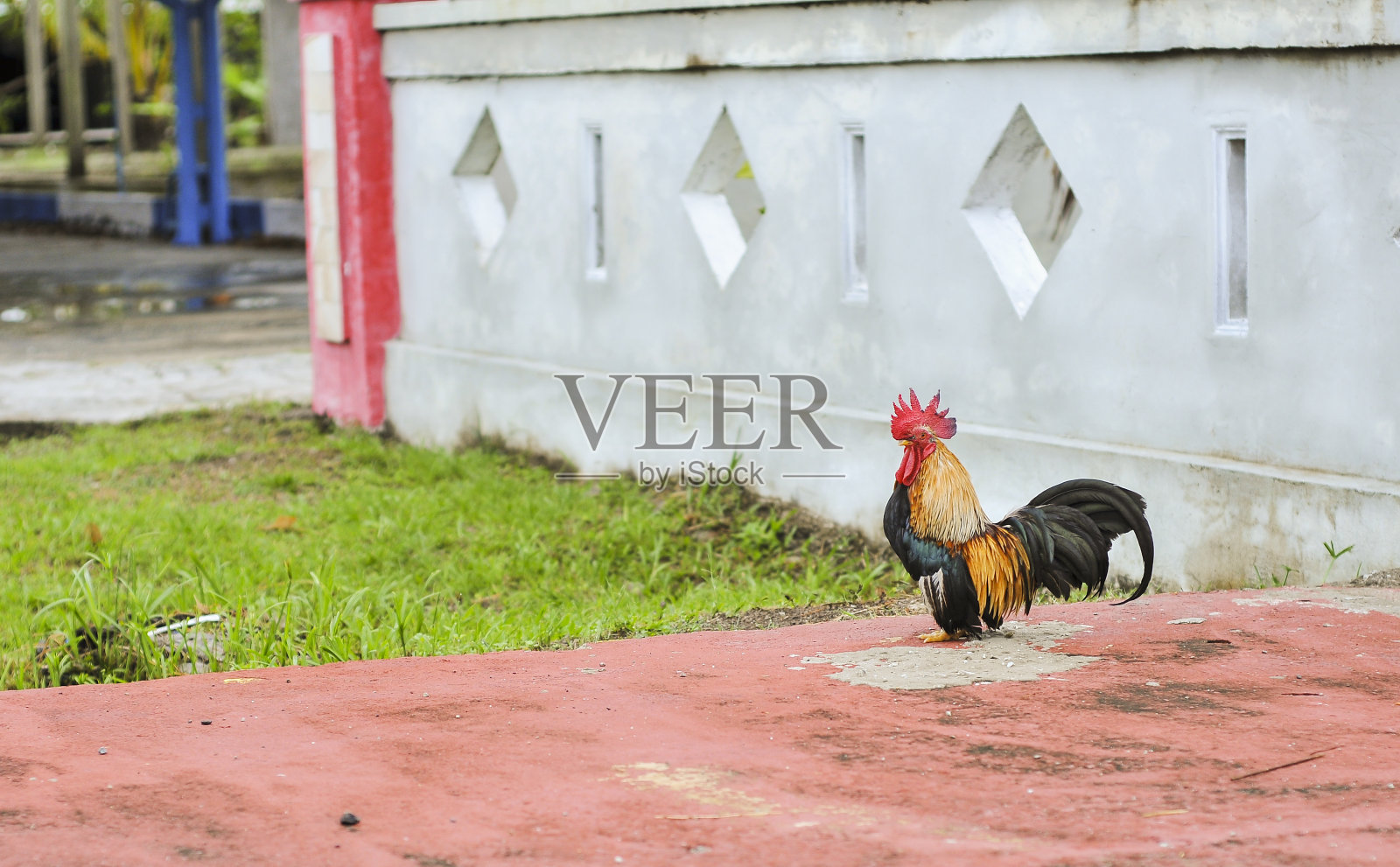 一只公鸡在小桥上照片摄影图片