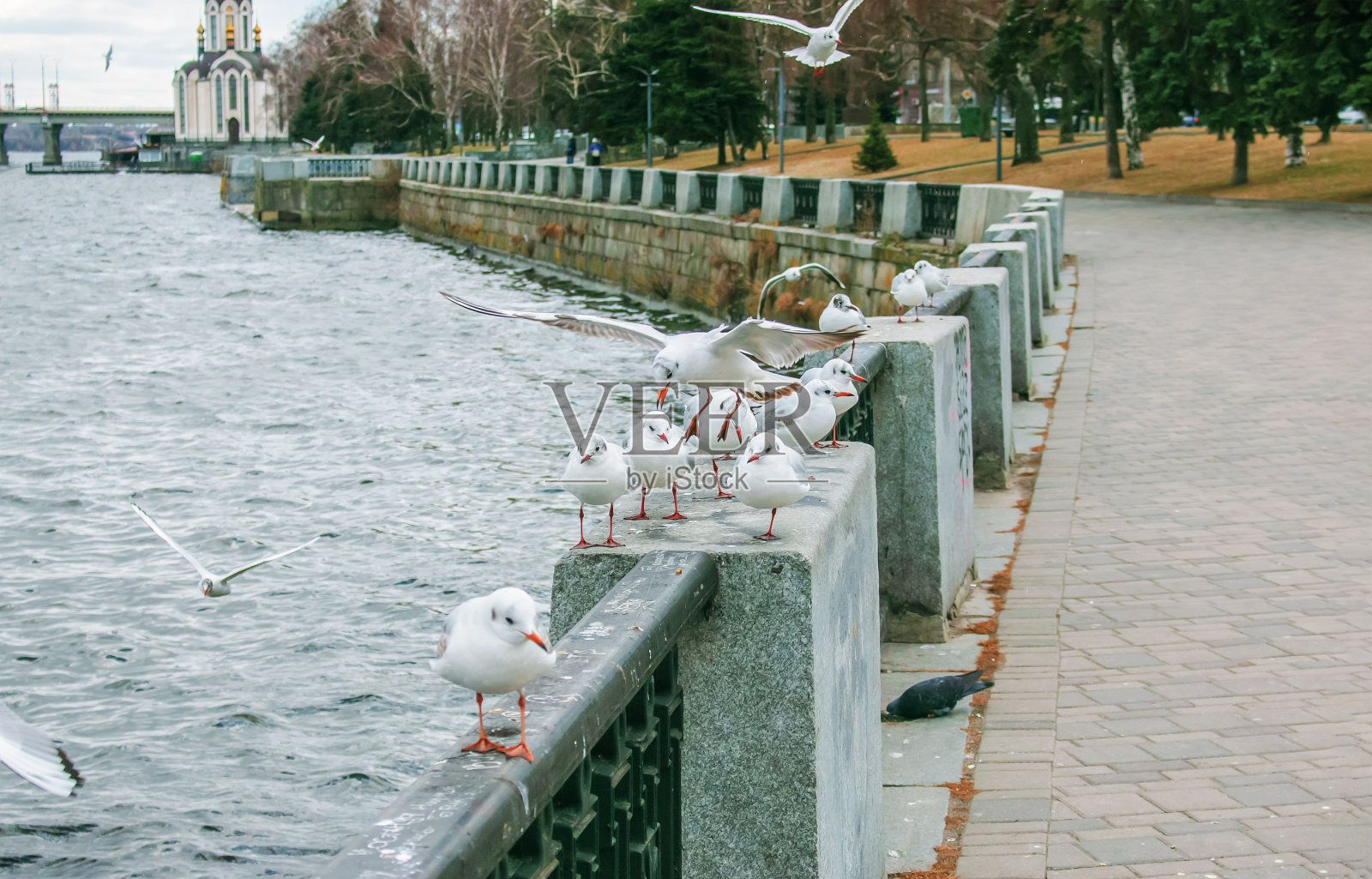海鸥栖息在河堤的护墙上。照片摄影图片