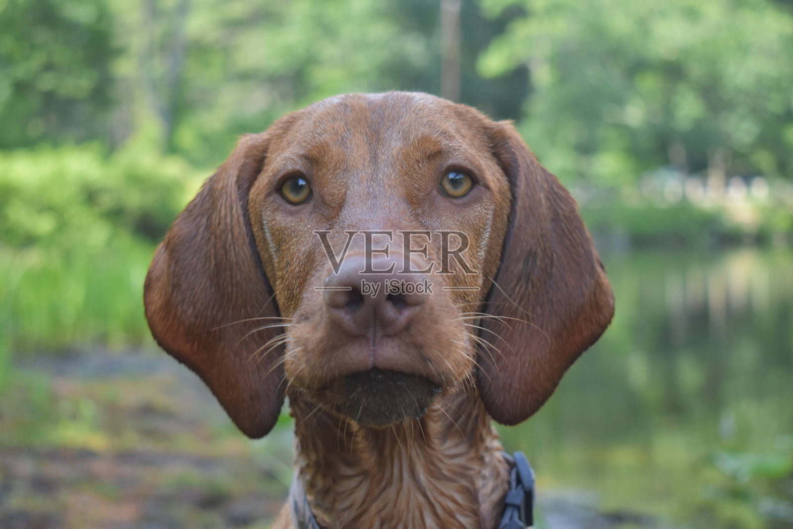 湿河的狗照片摄影图片