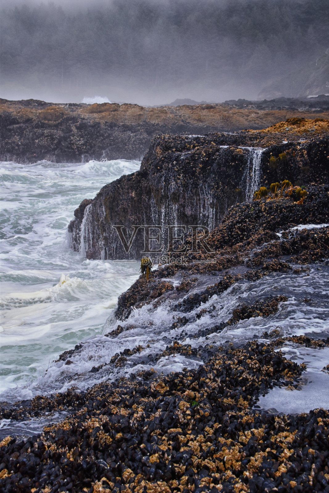 在库克船长小道上，通过雷神之井和喷口角观看俄勒冈海岸的雾景。美国。照片摄影图片