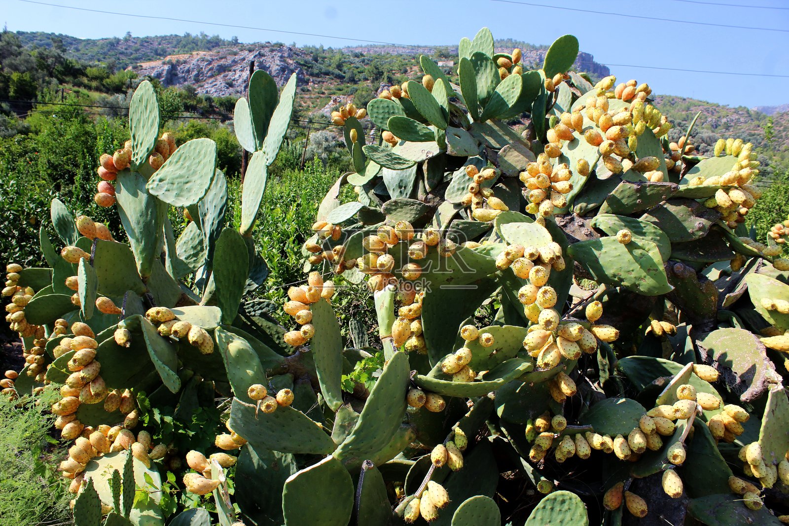 带果的多刺梨(Opuntia ficus-barbarica)照片摄影图片