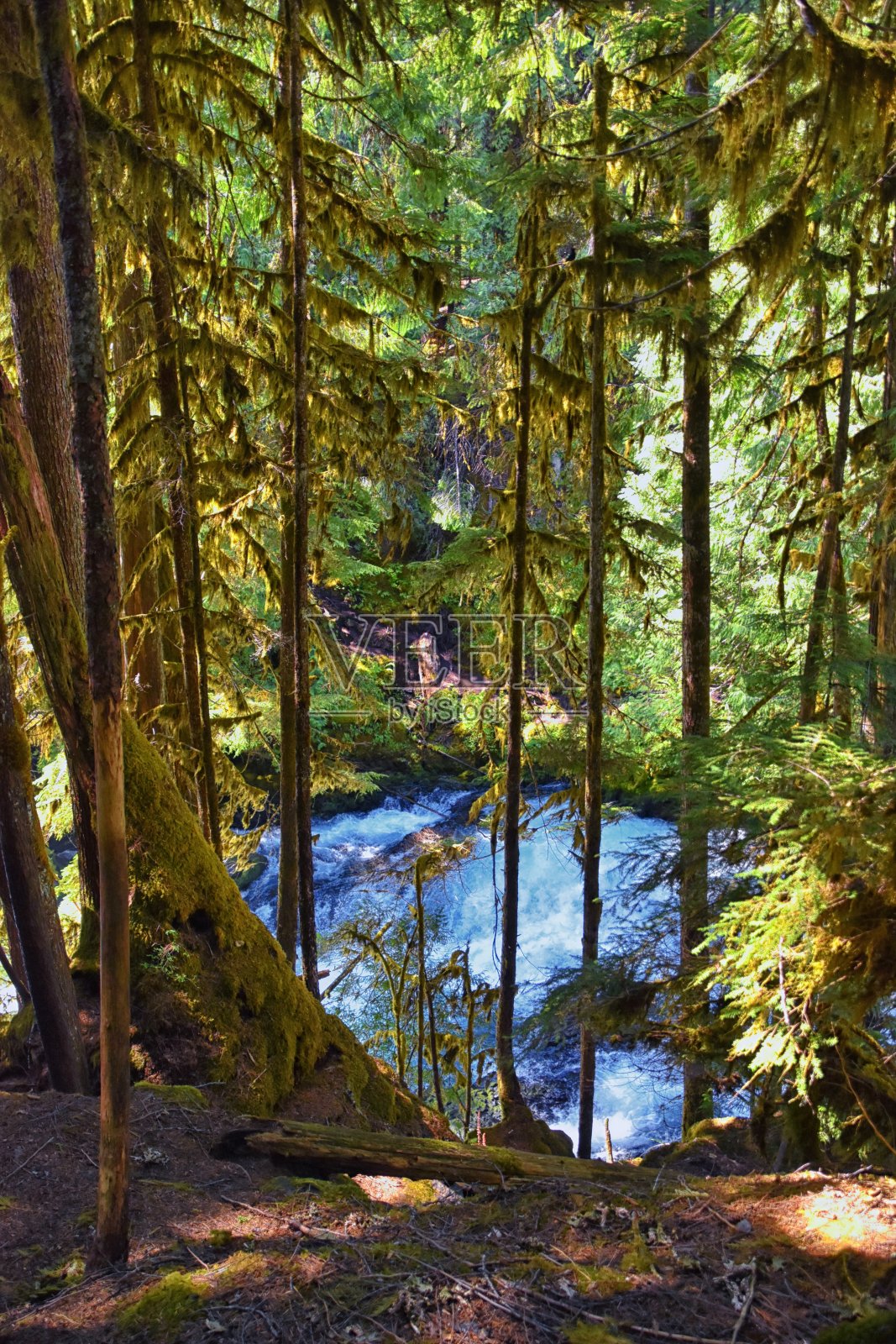 sahalalie Koosah Tamolitch瀑布徒步旅行路线在麦肯齐河，威廉斯特国家森林，喀斯喀特山，俄勒冈州。美国。照片摄影图片