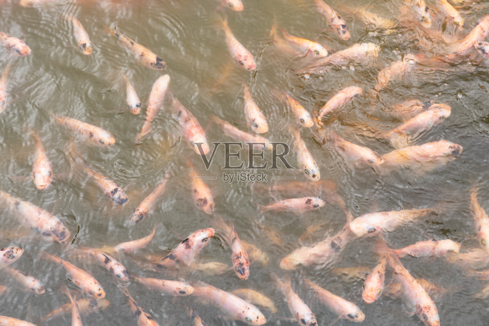 河里有橙白石榴鱼照片摄影图片