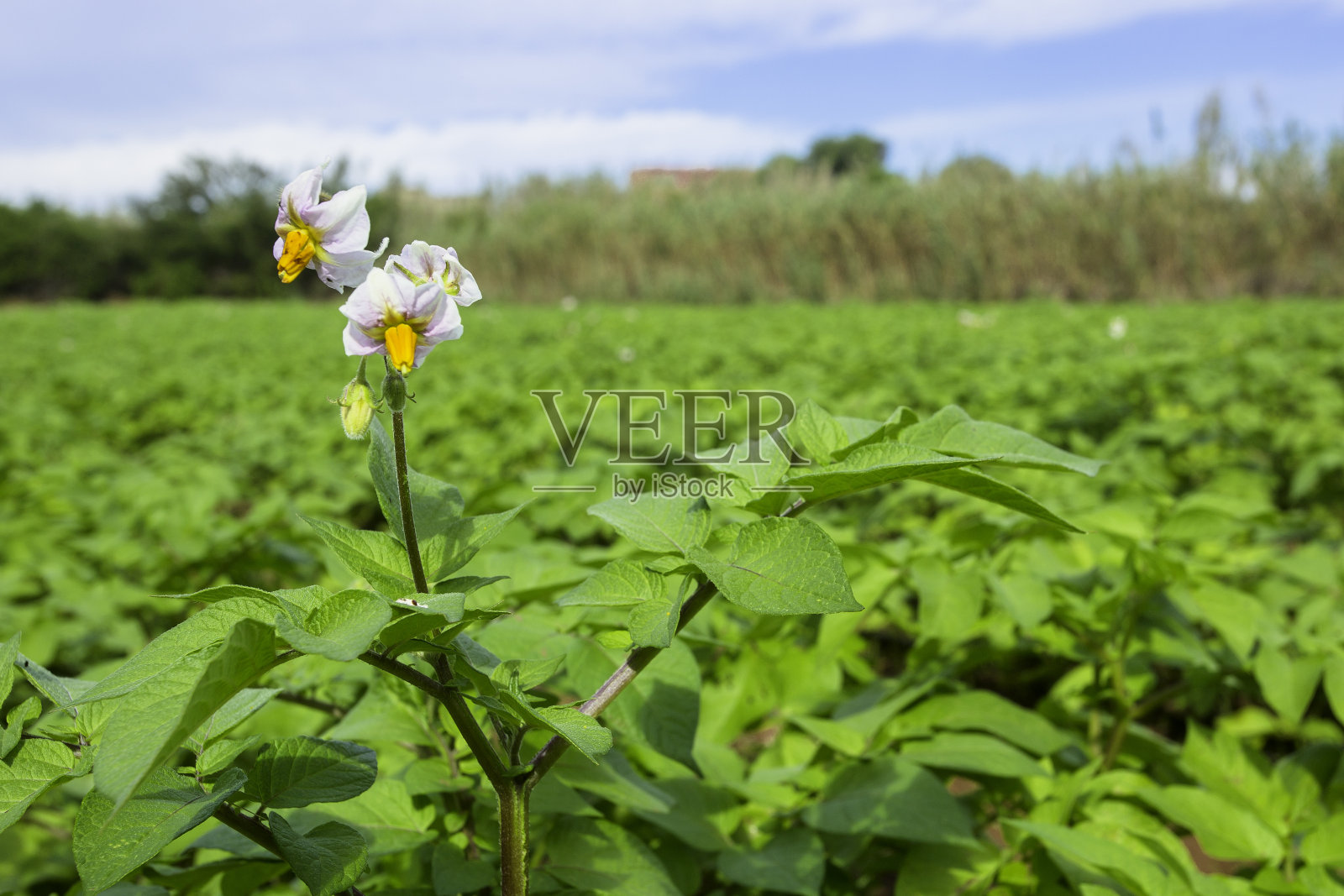 野外开花植物特写照片摄影图片