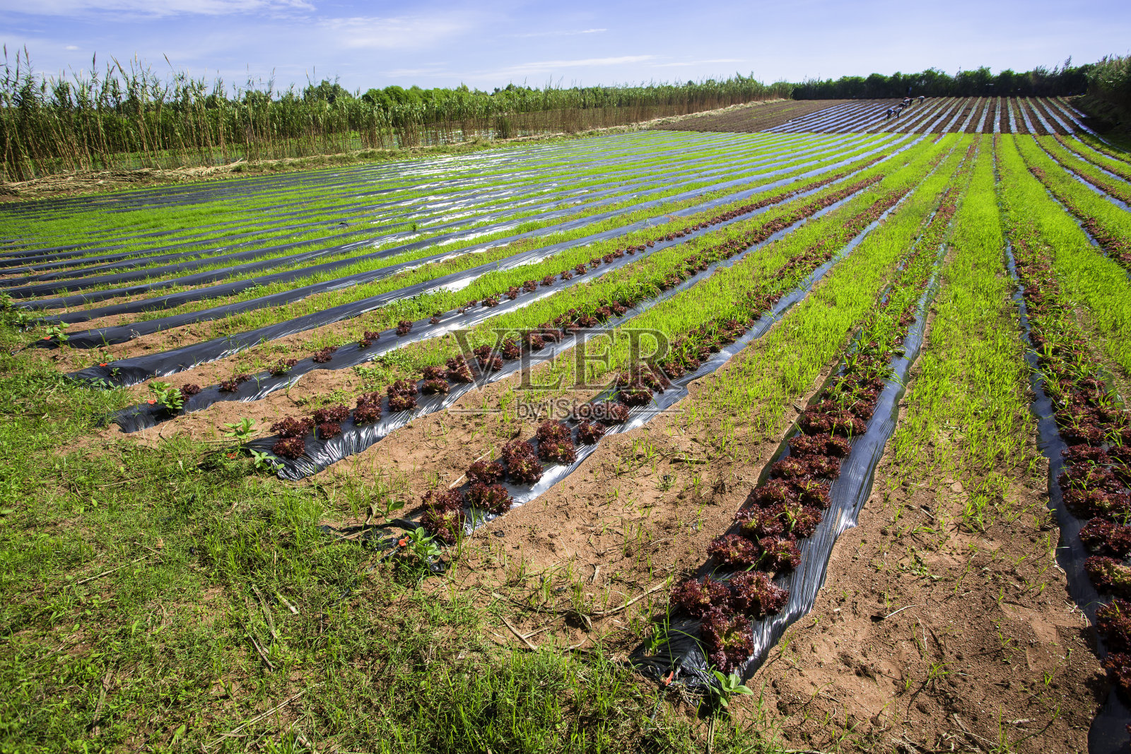 农业照片摄影图片
