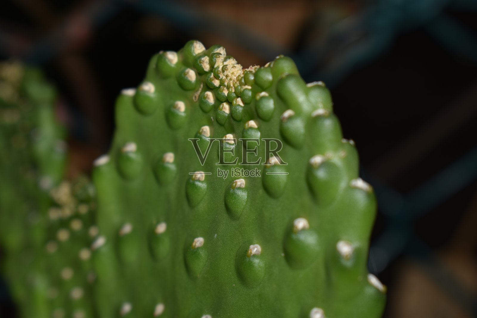 小仙人掌或兔耳仙人掌照片摄影图片