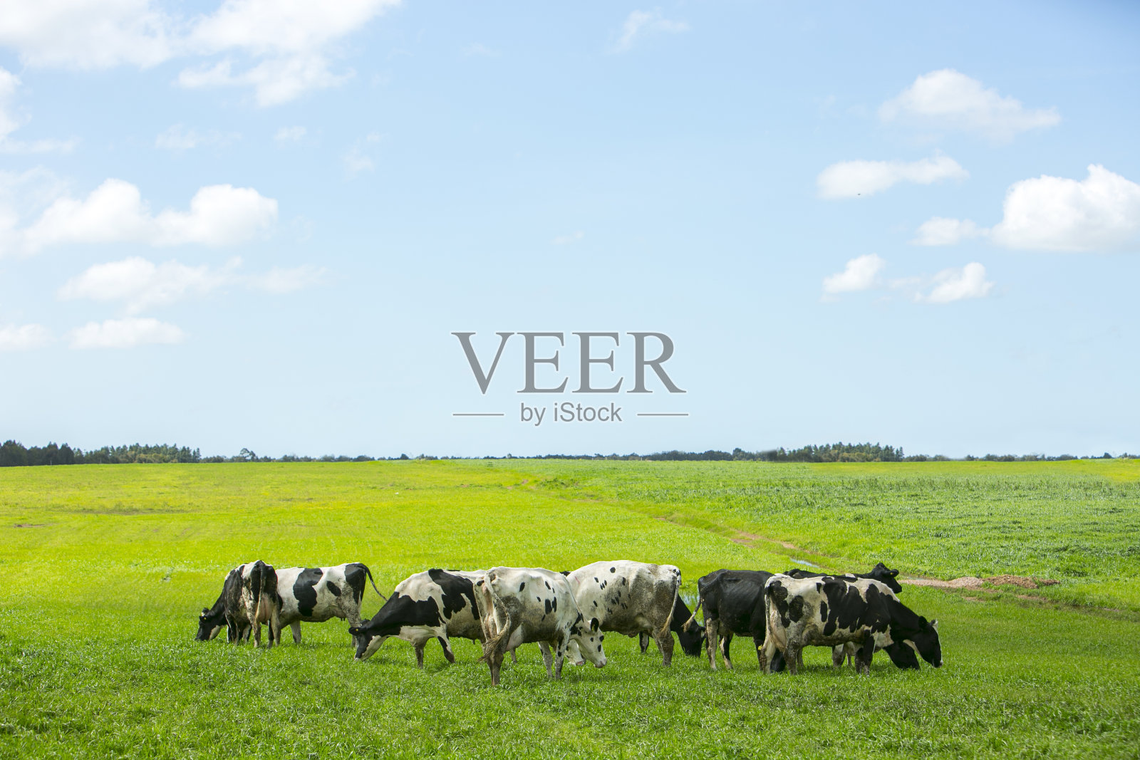 农业草地景观中的一群奶牛。照片摄影图片