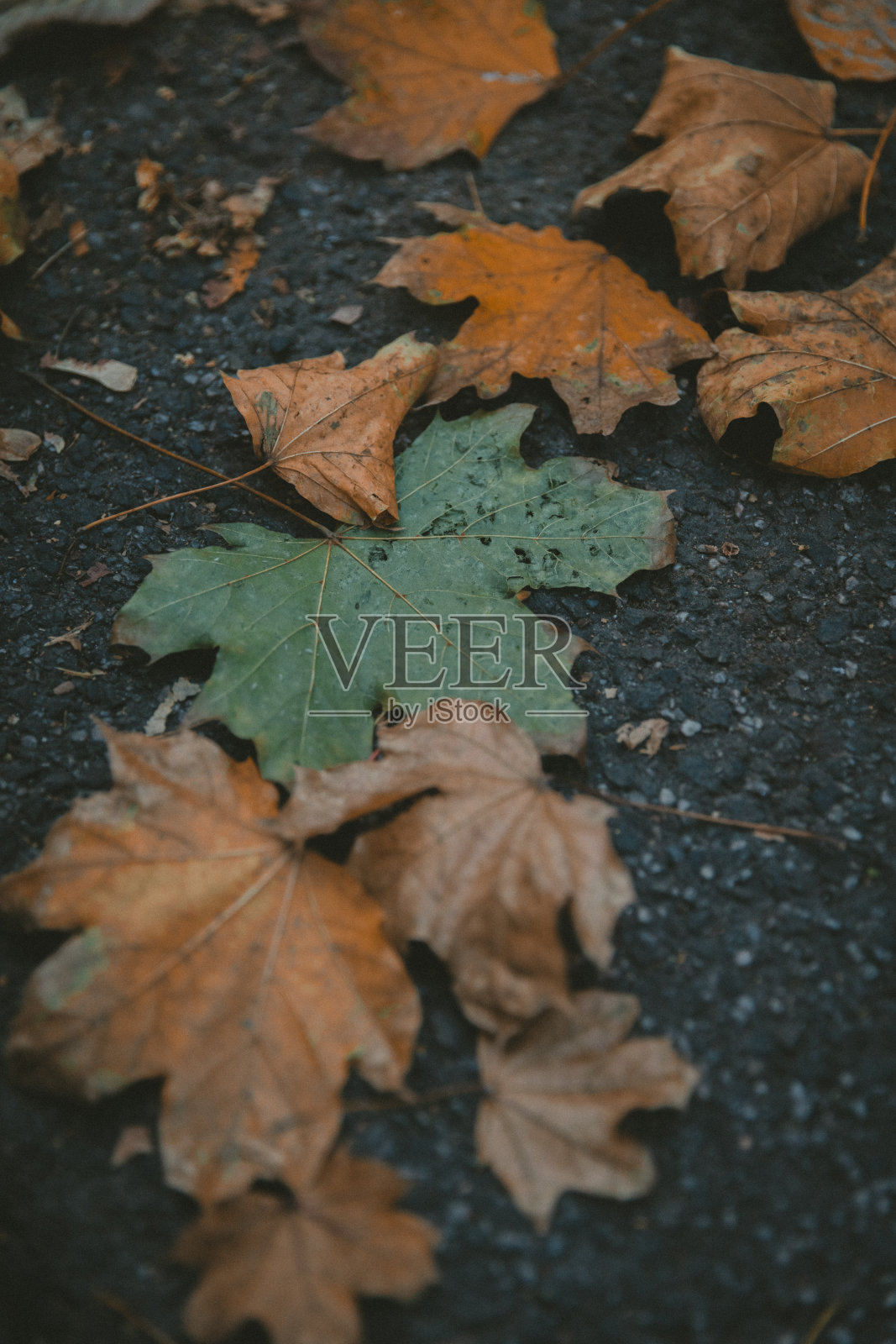 人行道上有黄色、橙色和绿色的美丽秋叶照片摄影图片