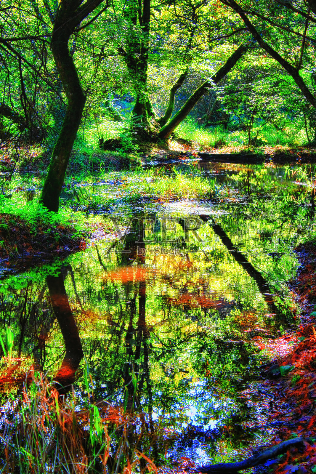 乔木照片摄影图片