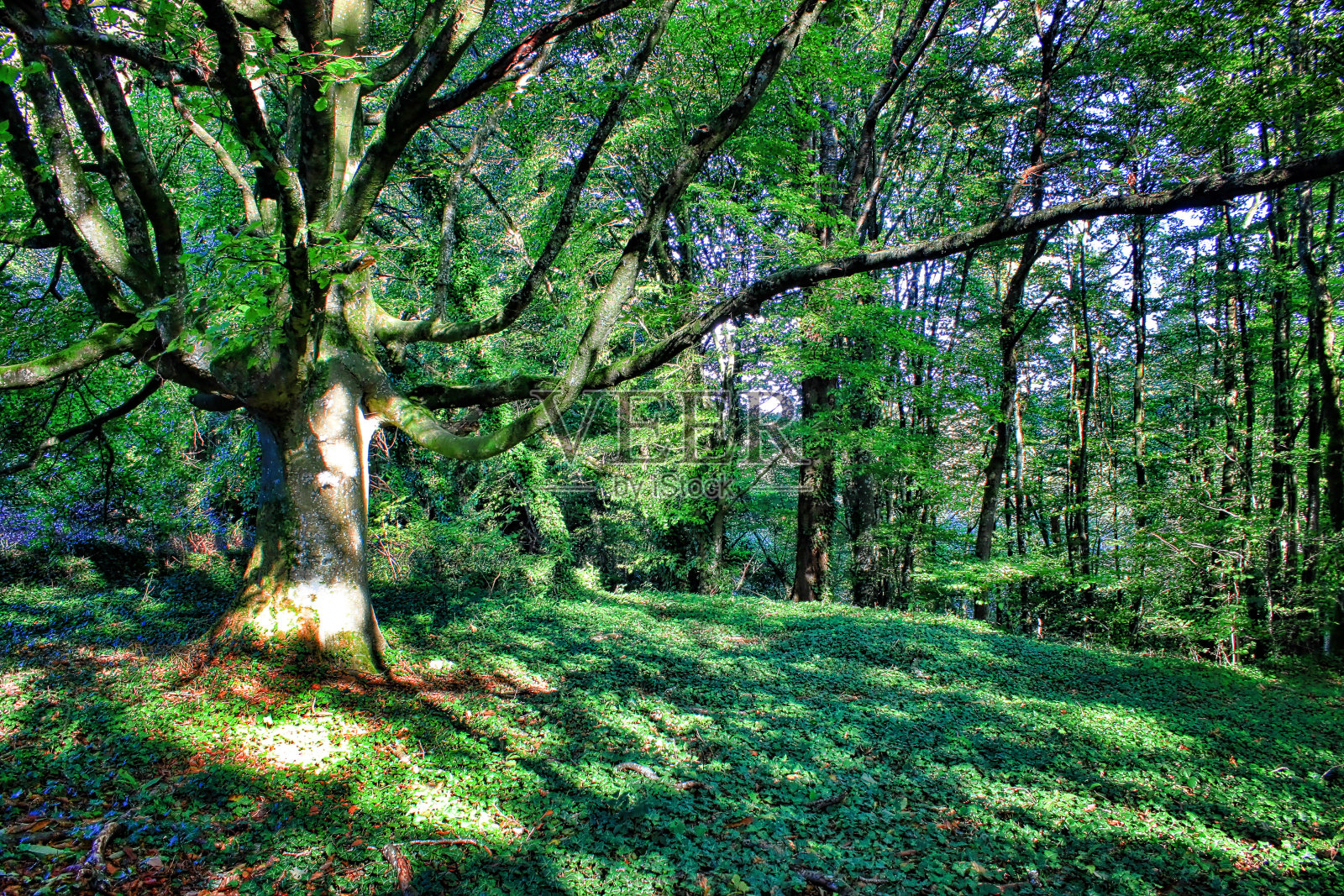 乔木照片摄影图片