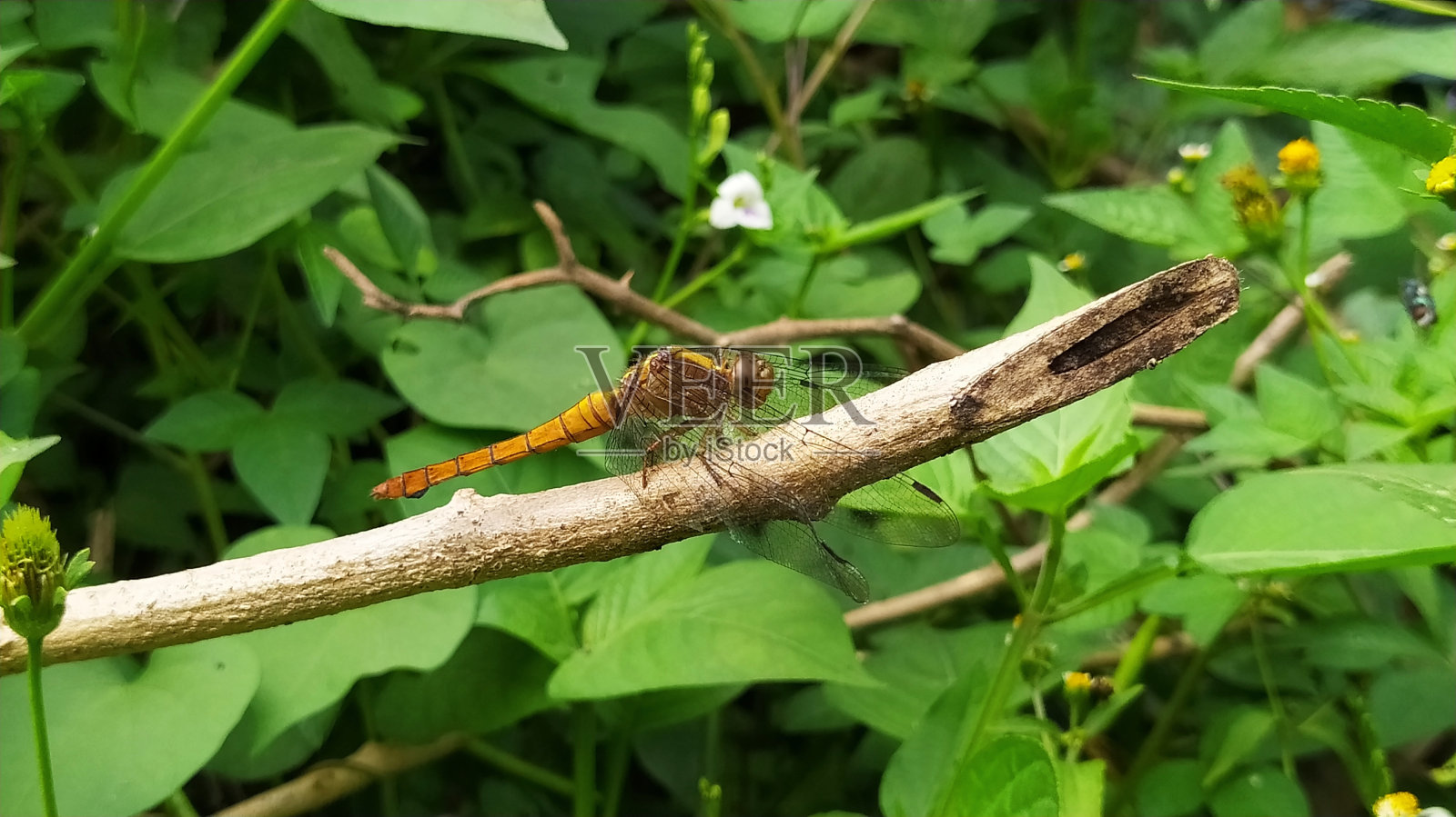 蜻蜓照片摄影图片