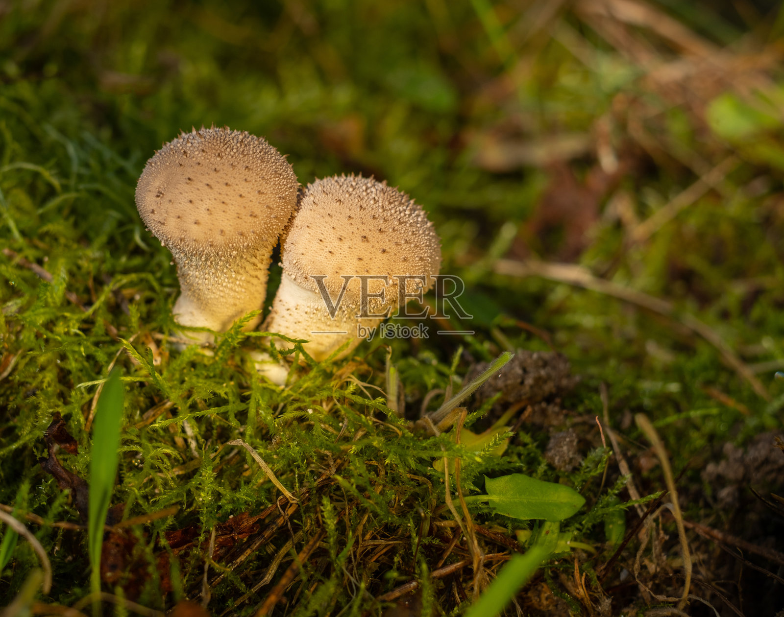 常见的蓬松蘑菇-番茄-生长在绿色苔藓在秋天的森林照片摄影图片