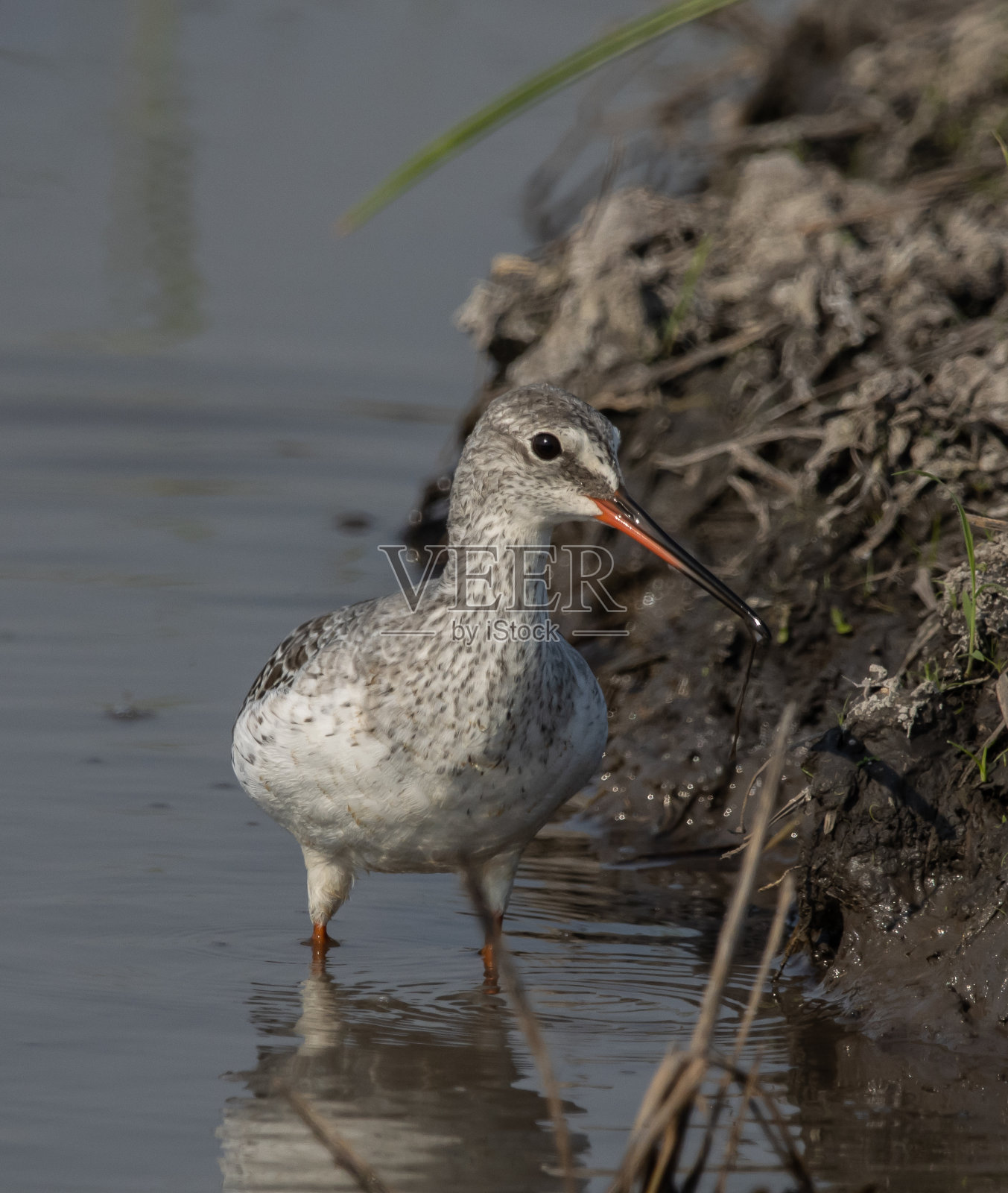 普通红脚鹿在水中寻找食物。照片摄影图片