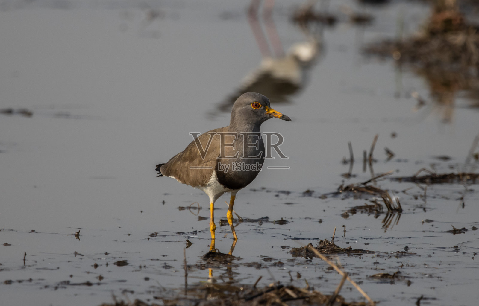 灰头田凫在水里寻找食物。照片摄影图片
