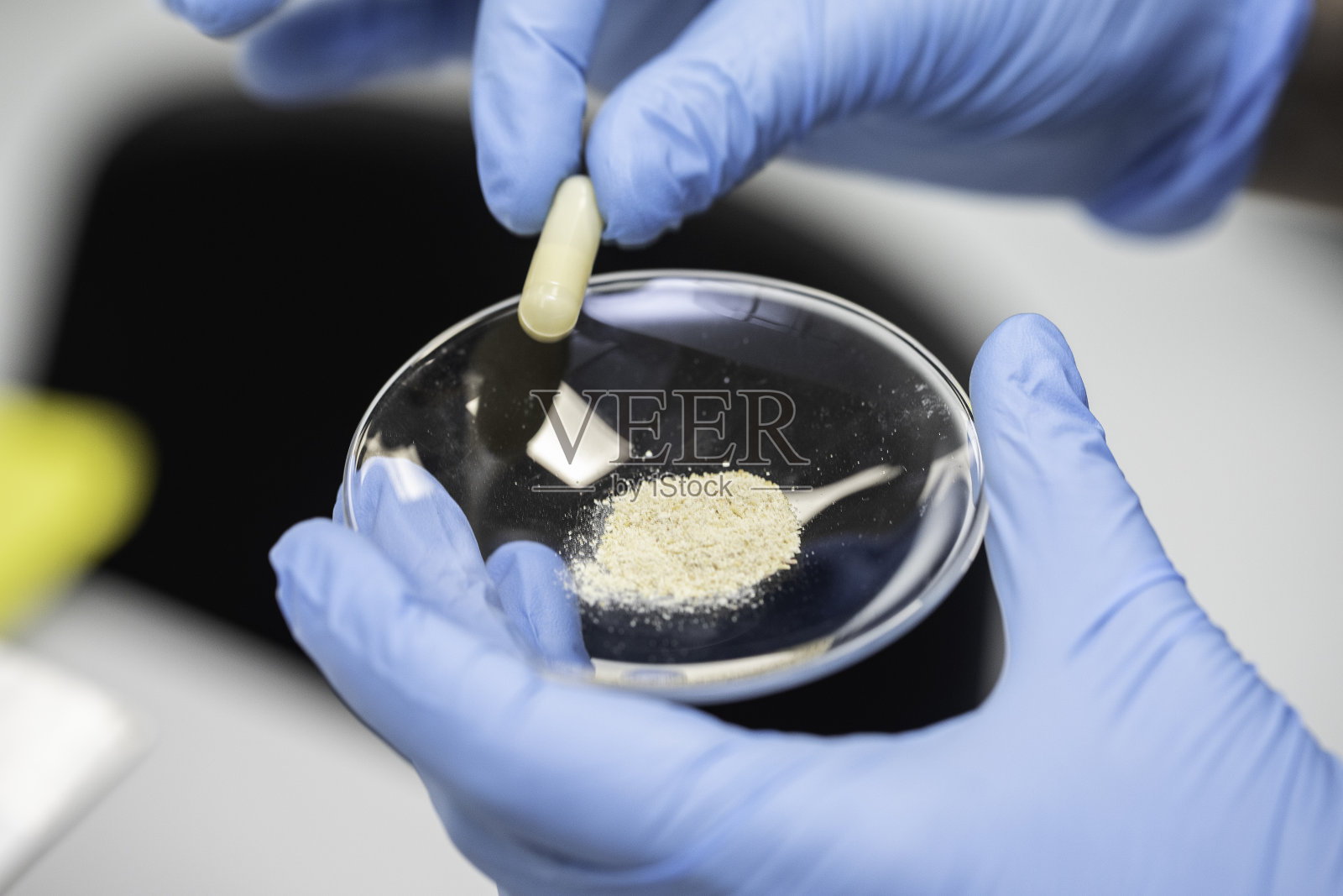 双手戴着蓝色手套，拿着带有米色粉末的实验室玻璃器皿照片摄影图片