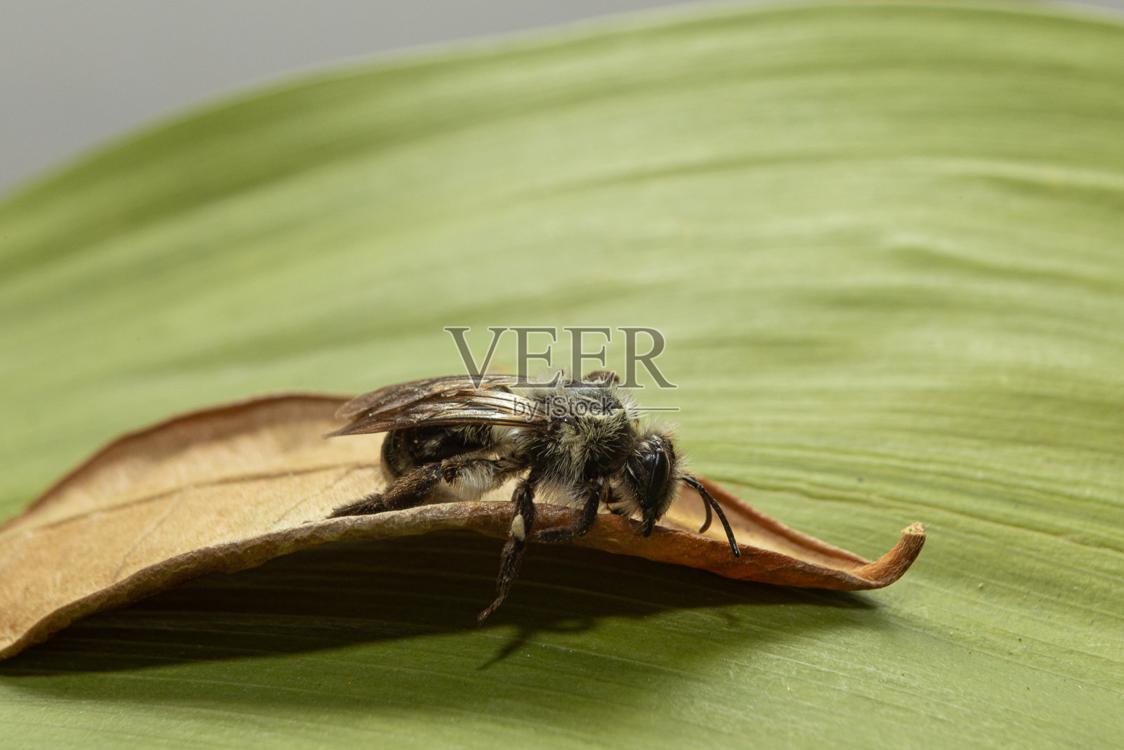 安德蕾娜·瓦加，灰背采矿蜂照片摄影图片