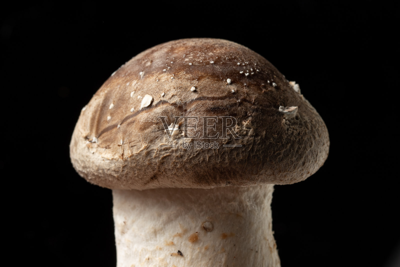 香菇、香菇的宏图，黑色背景分离照片摄影图片