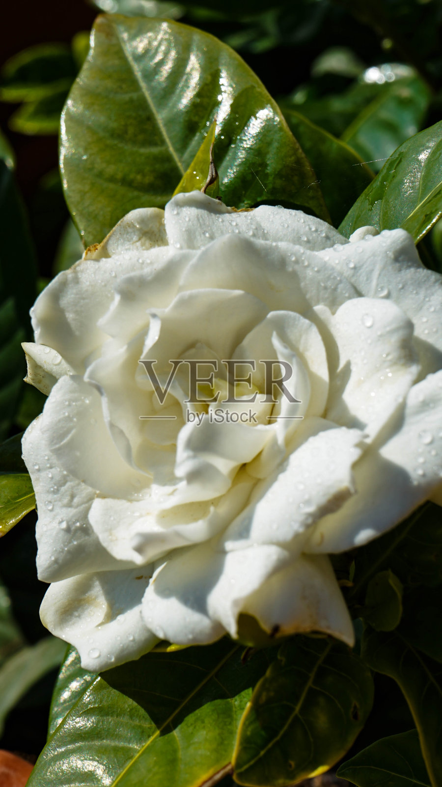 自然的花朵照片摄影图片