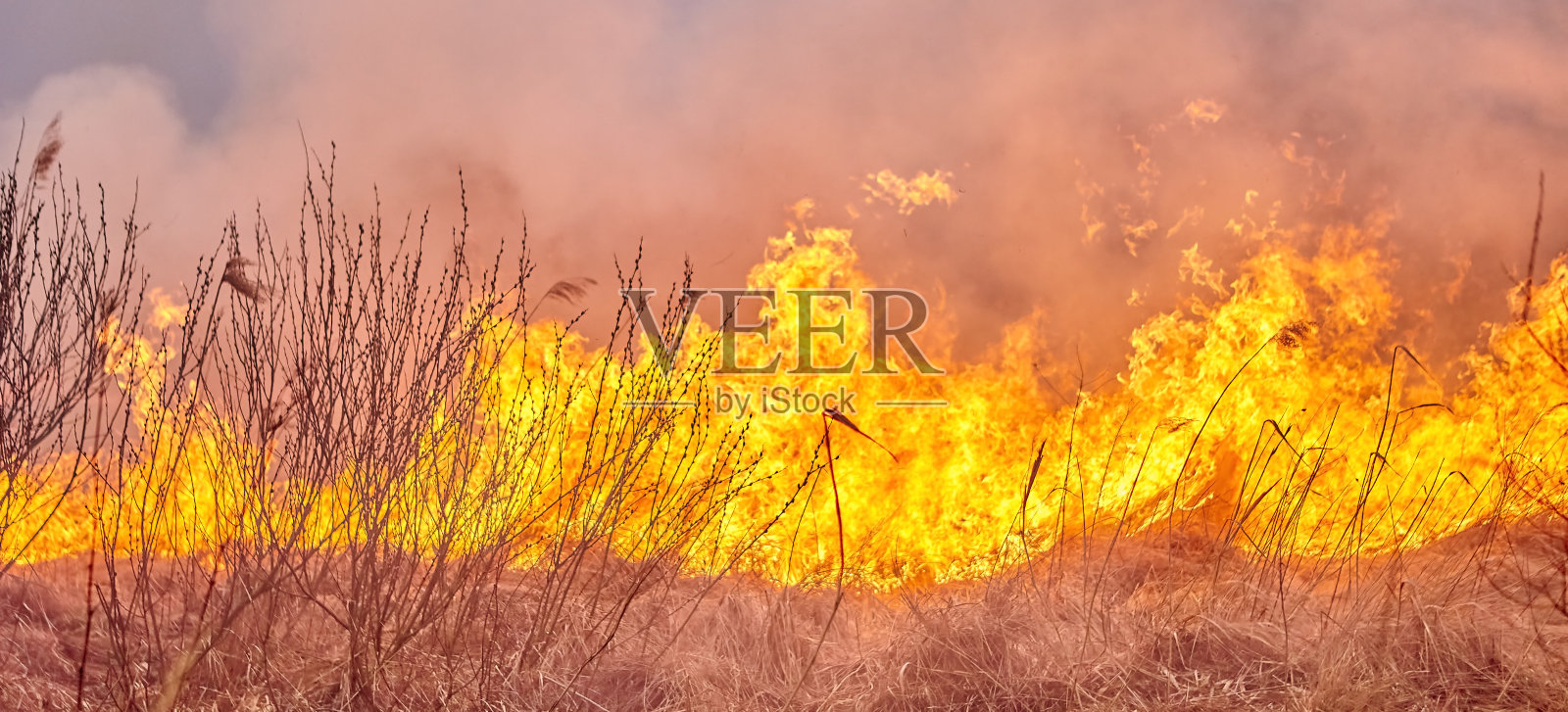 在花园里烧老干草。田野上燃烧着的干草。森林大火。照片摄影图片