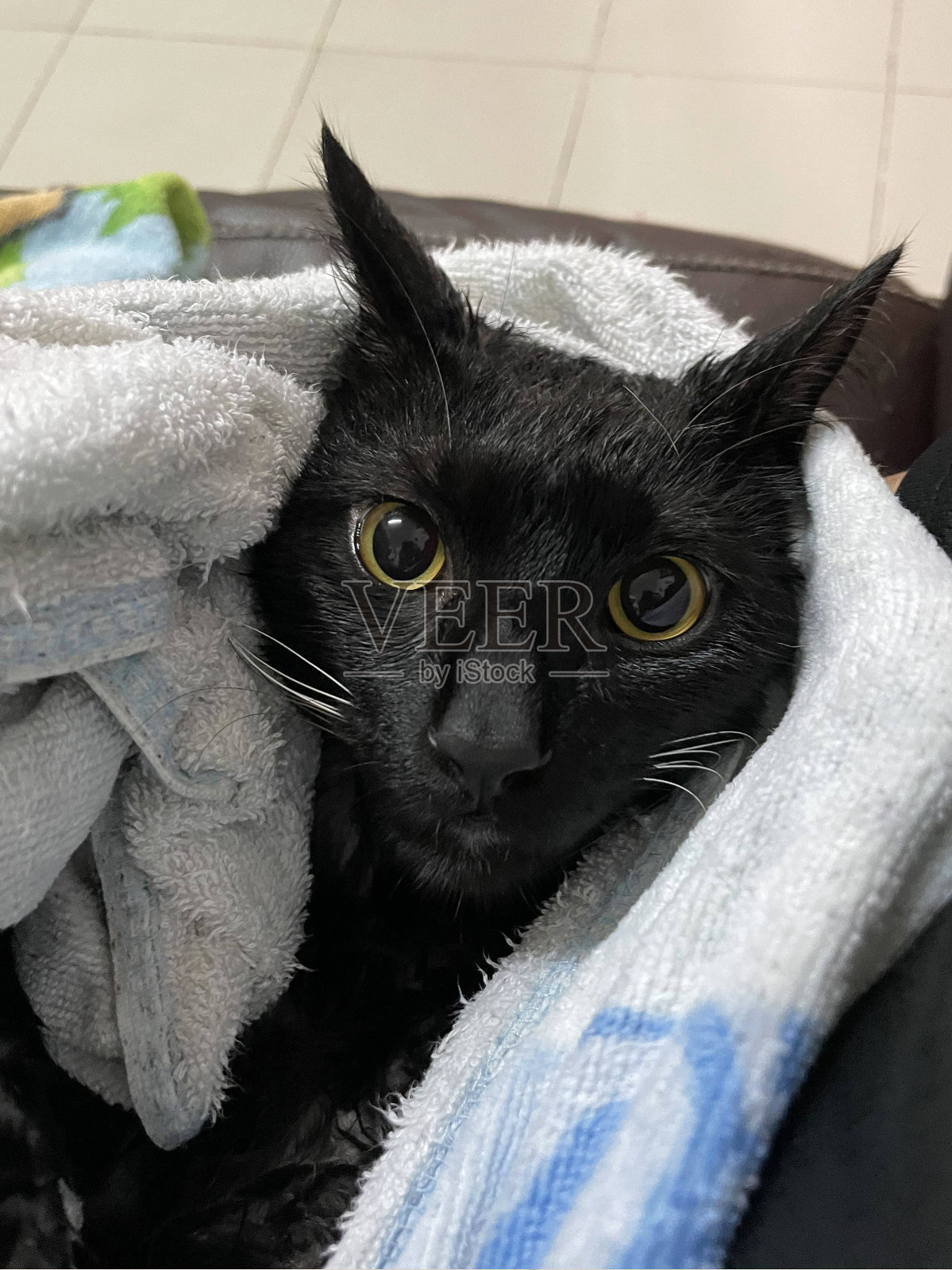 浴室里有黑猫。洗澡过程，倒水，吓湿猫，卫生程序。早上好概念。宠物护理和洗澡。湿的猫。女孩在浴缸里给猫洗澡。湿的小猫。照片摄影图片