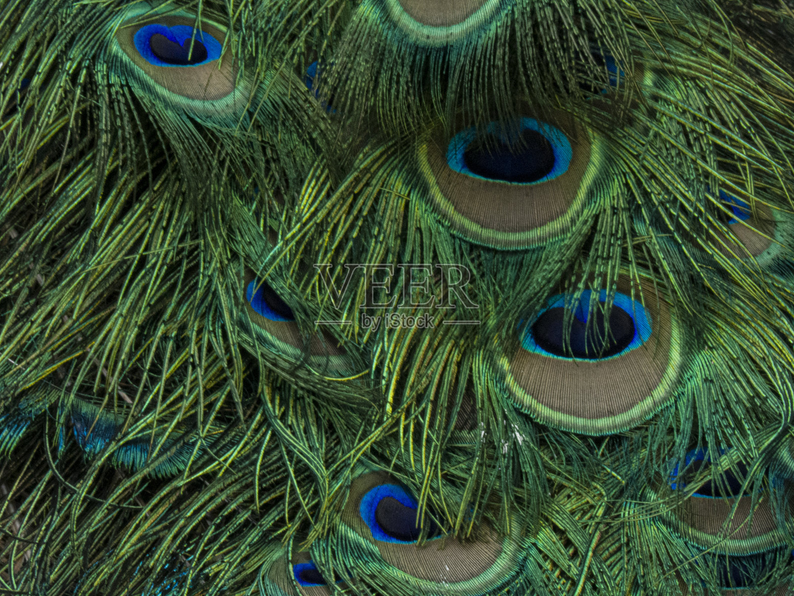 纹理孔雀尾巴照片摄影图片