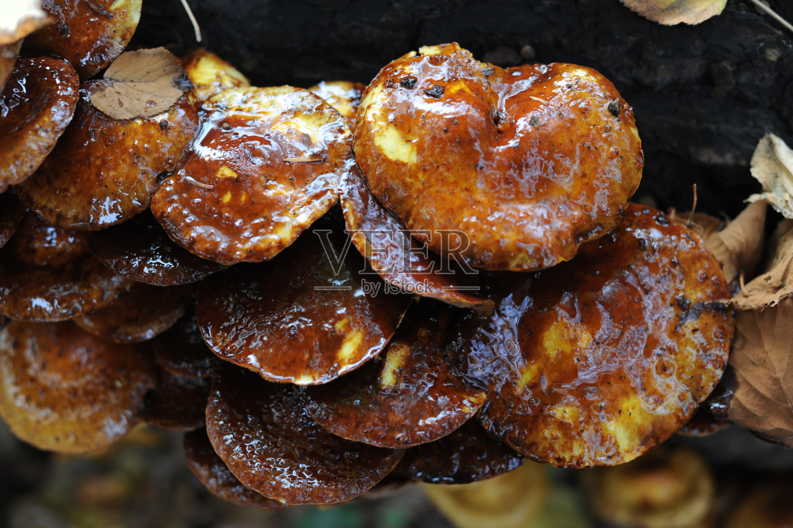 一种野生的棕色蘑菇菌，生长在森林或树林的树干上，秋季用作药用照片摄影图片