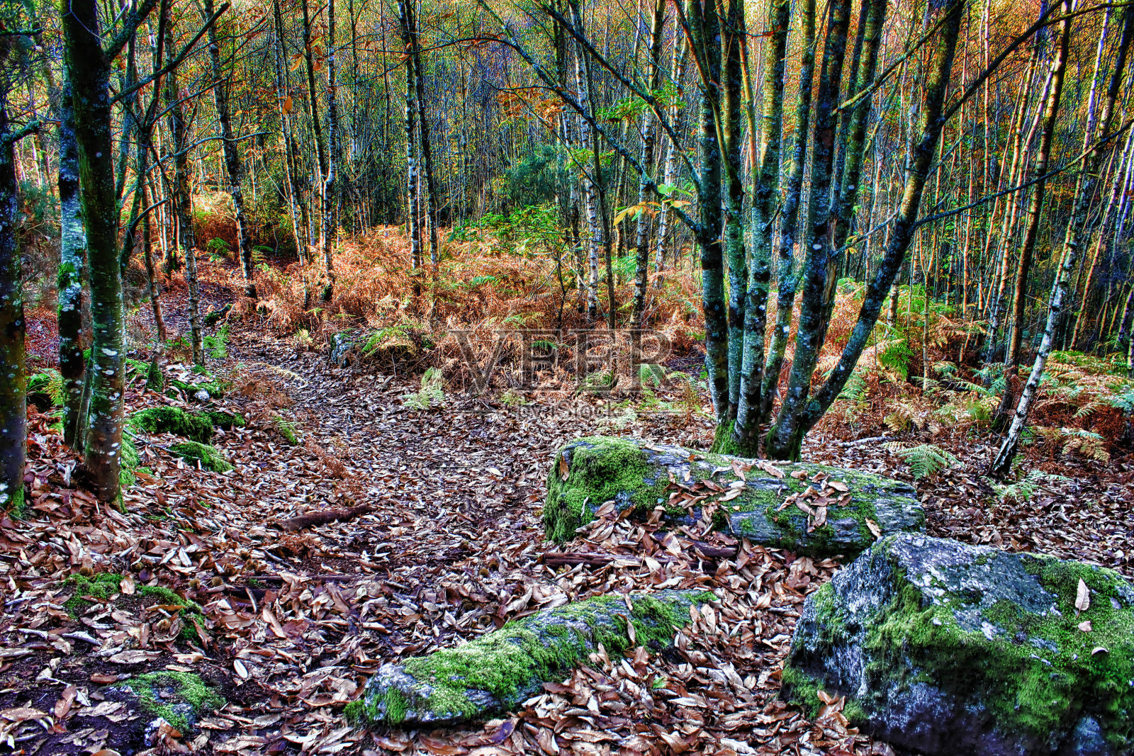 奥特姆内照片摄影图片