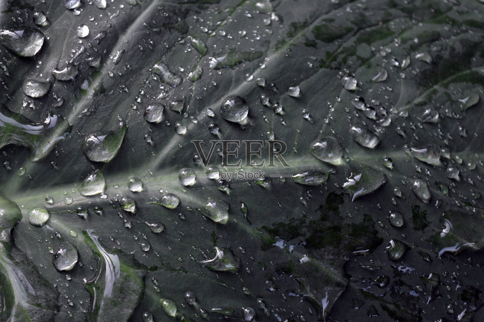 翠绿的芋头叶和清晨的雨滴照片摄影图片