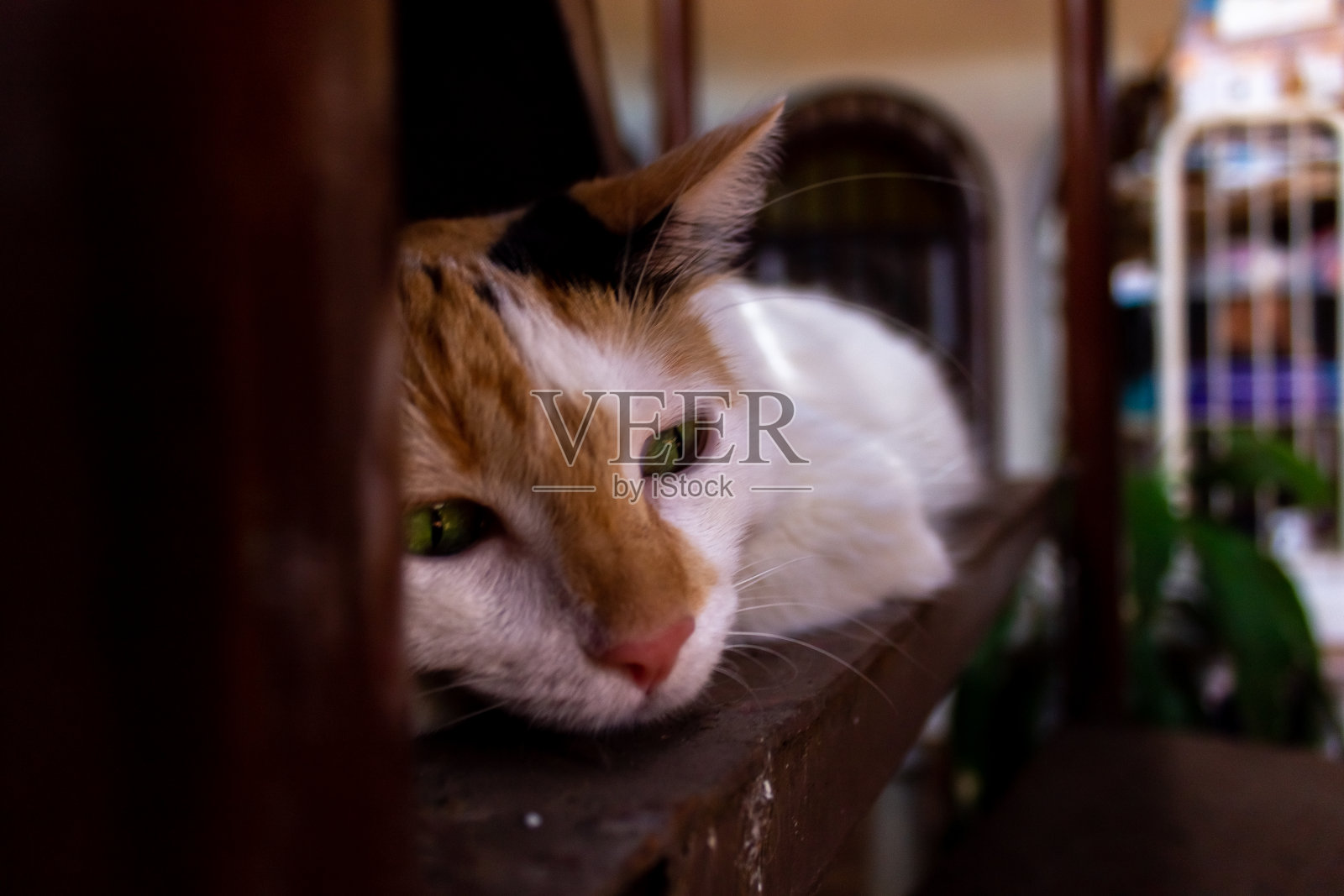 白猫，绿眼睛照片摄影图片