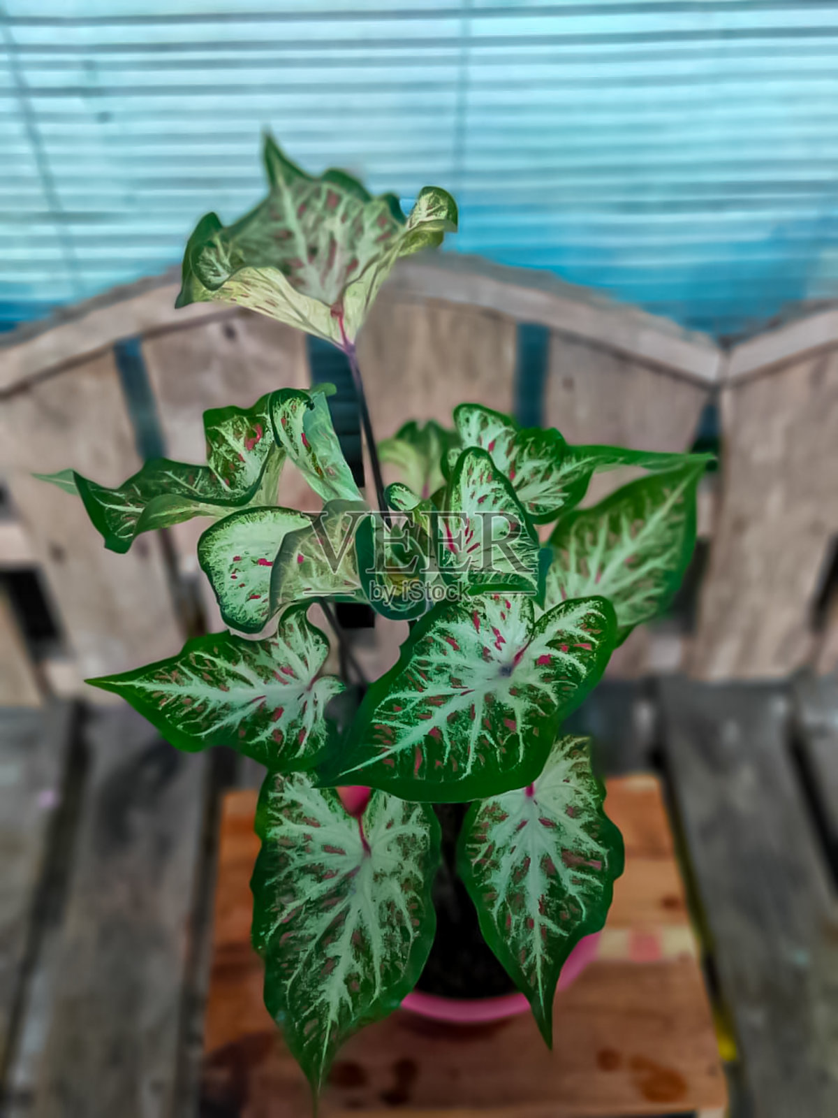 姜菖蒲照片摄影图片