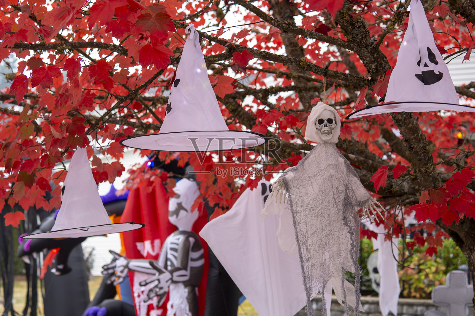 白色女巫的帽子和幽灵的骷髅挂在树上的红叶。万圣节的概念照片摄影图片