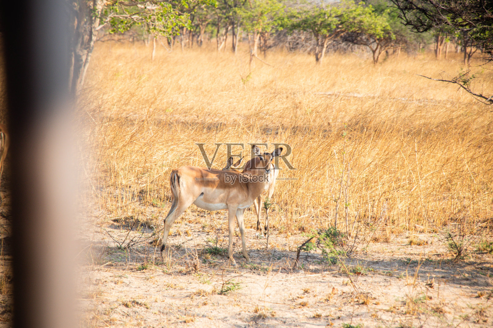 赞比亚非洲的野生动物在查米努卡国家公园照片摄影图片