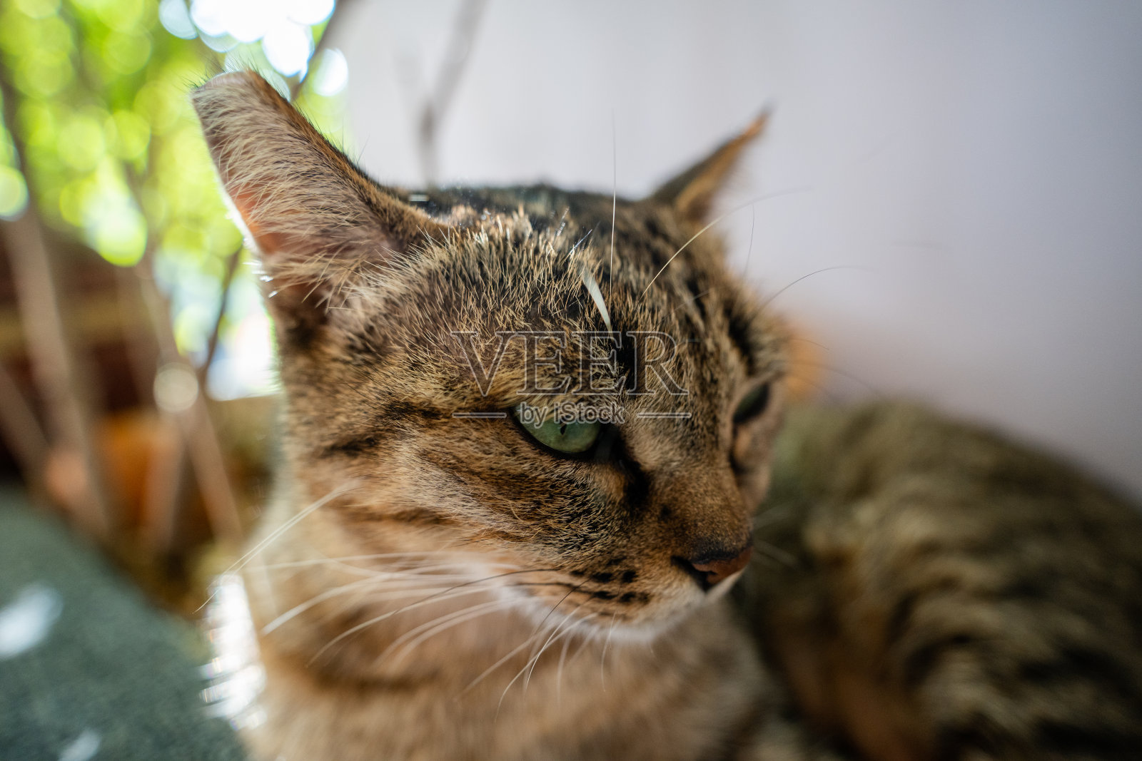 猫坐在户外的特写肖像照片摄影图片