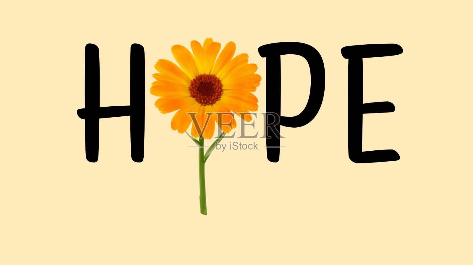 文字希望与字母和美丽的金盏花米色背景照片摄影图片