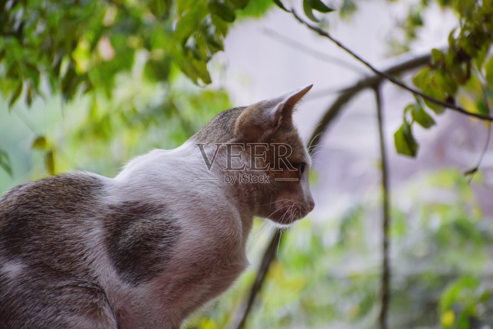 一个家猫照片摄影图片