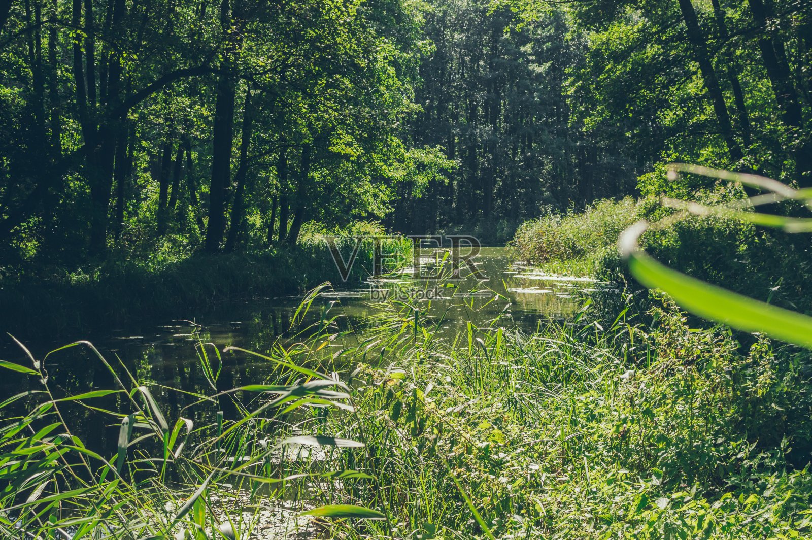 绿色阳光的森林景观，河流和芦苇照片摄影图片