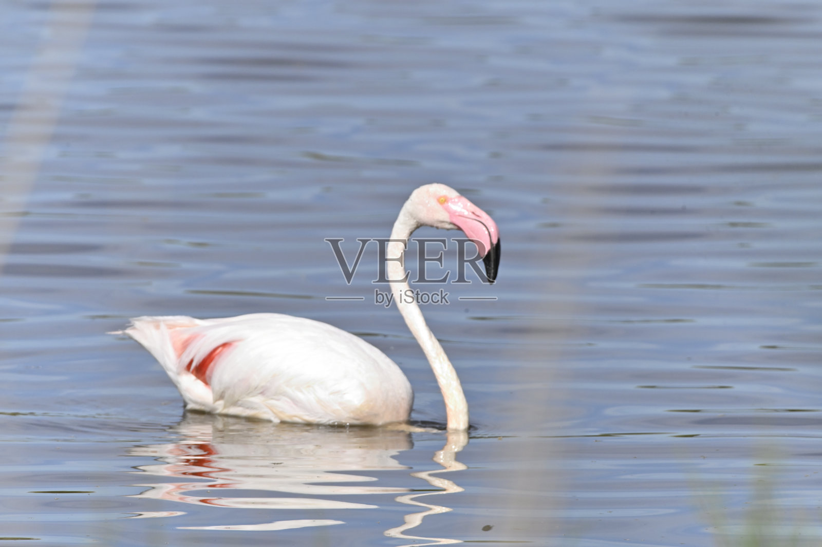 泻湖里的弗拉门戈舞照片摄影图片