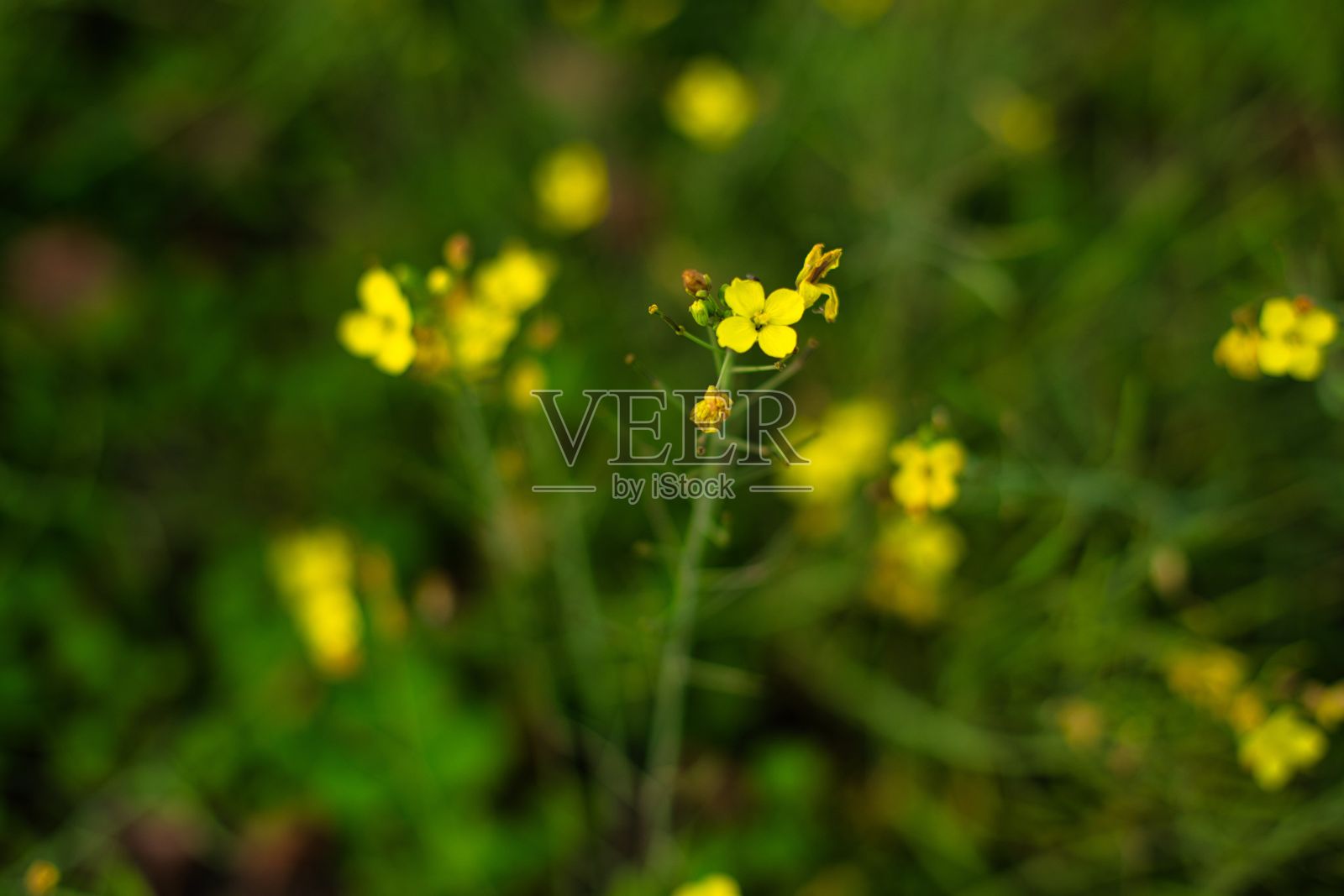 大自然中生长的美丽油菜花的特写镜头照片摄影图片
