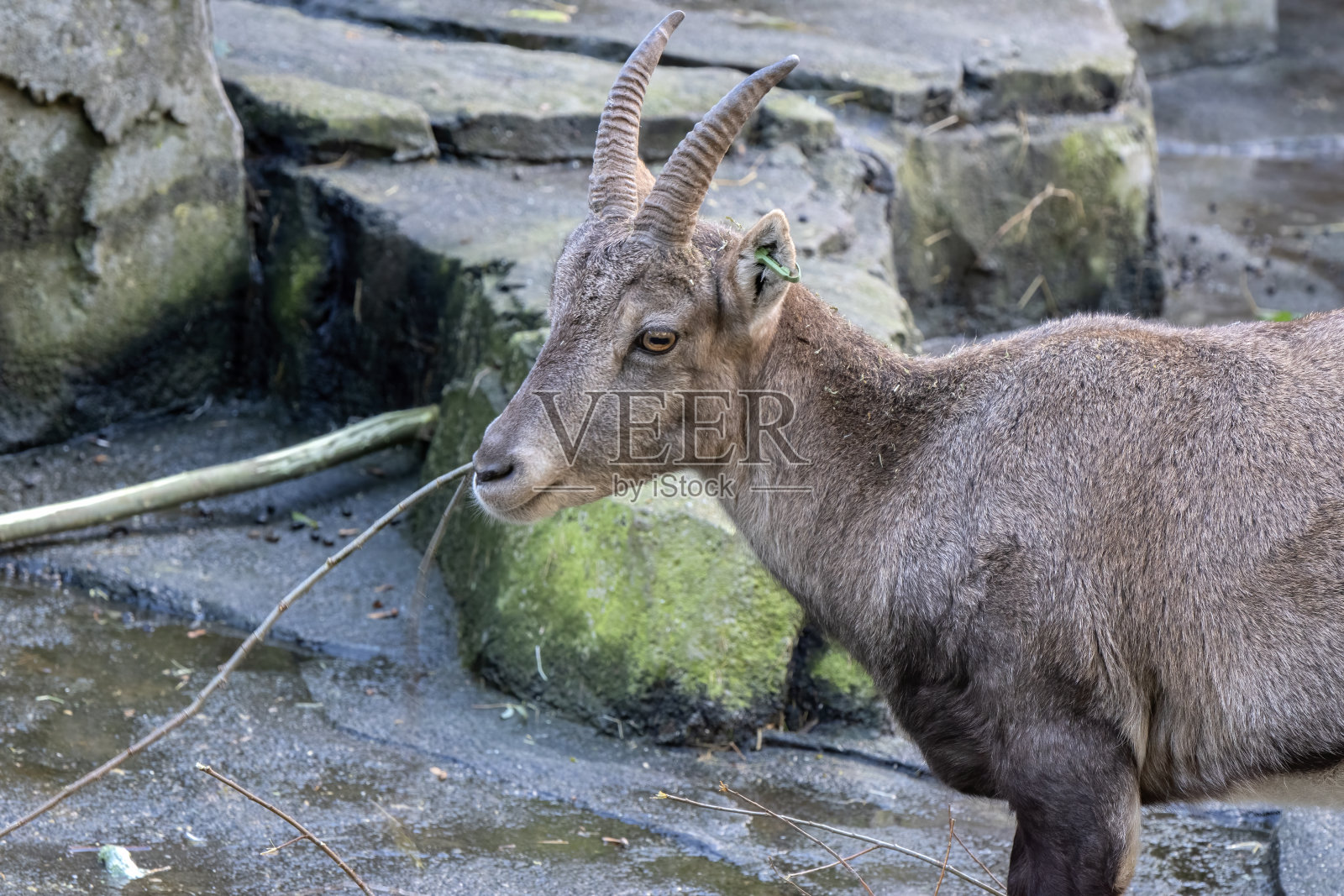 靠近荷兰阿姆斯特丹的Steinbock照片摄影图片