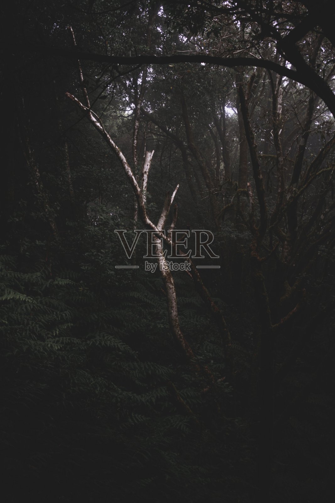 垂直拍摄的黑暗神秘的森林充满了不同种类的植物照片摄影图片