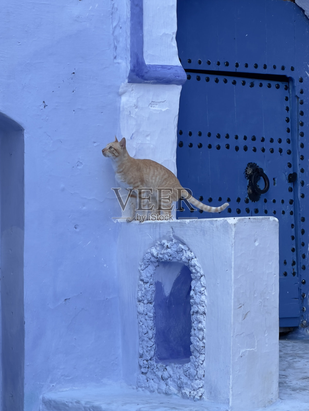 猫Chefchaouen、摩洛哥照片摄影图片