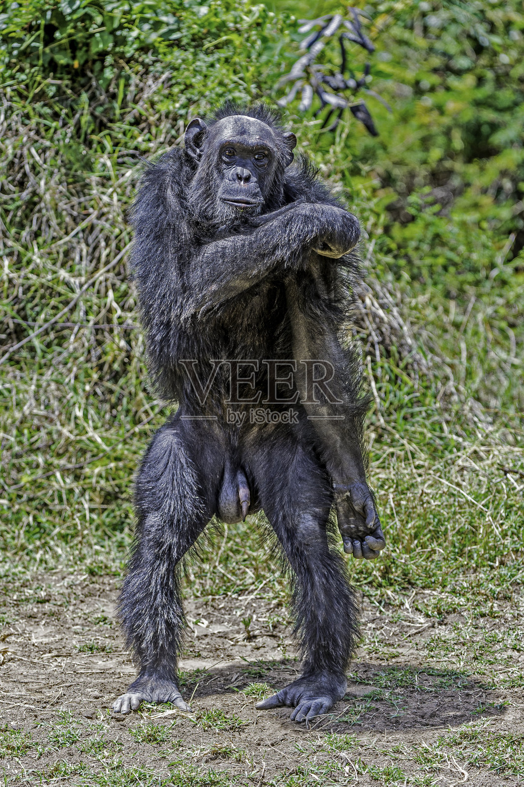 肯尼亚奥尔佩杰塔保护区的黑猩猩照片摄影图片