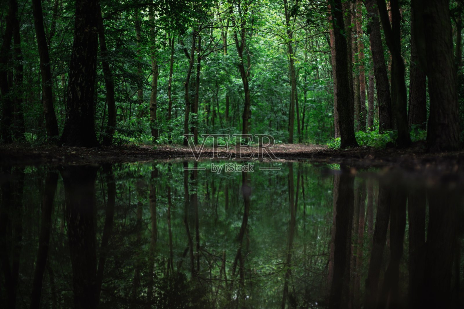 森林里平静的湖面上美丽树木的倒影照片摄影图片