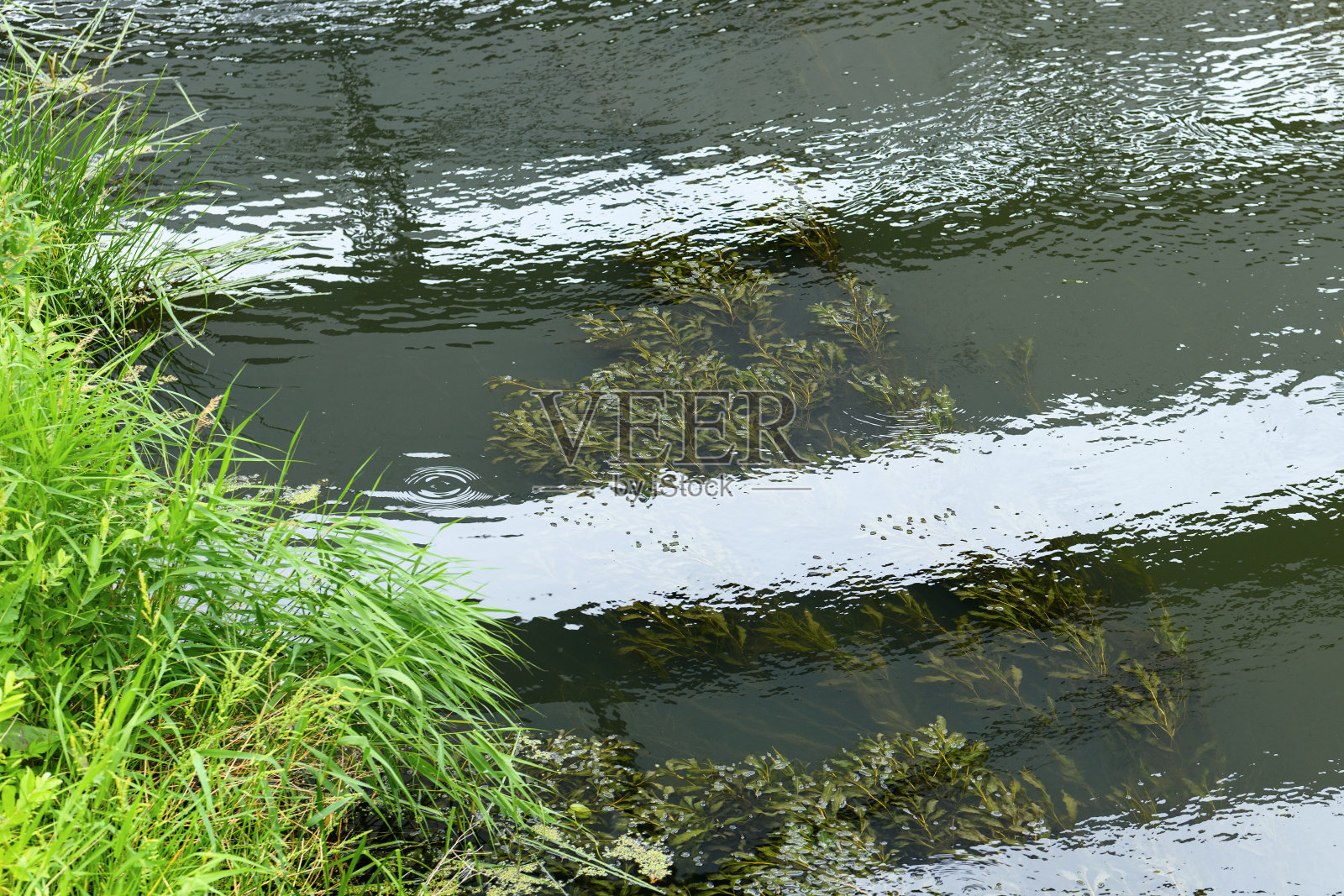 垃圾和盛开的绿水。污染导致藻类大量繁殖。环境和水污染保护理念照片摄影图片