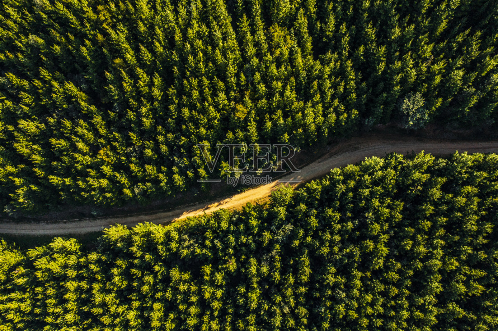 空中视角的土路通过森林松树在金色的光照片摄影图片
