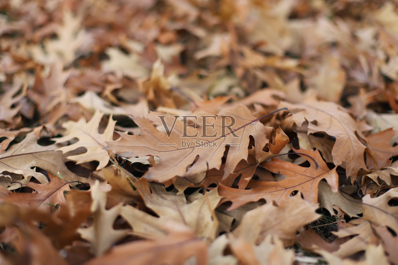 秋天的橡树叶子在森林里照片摄影图片