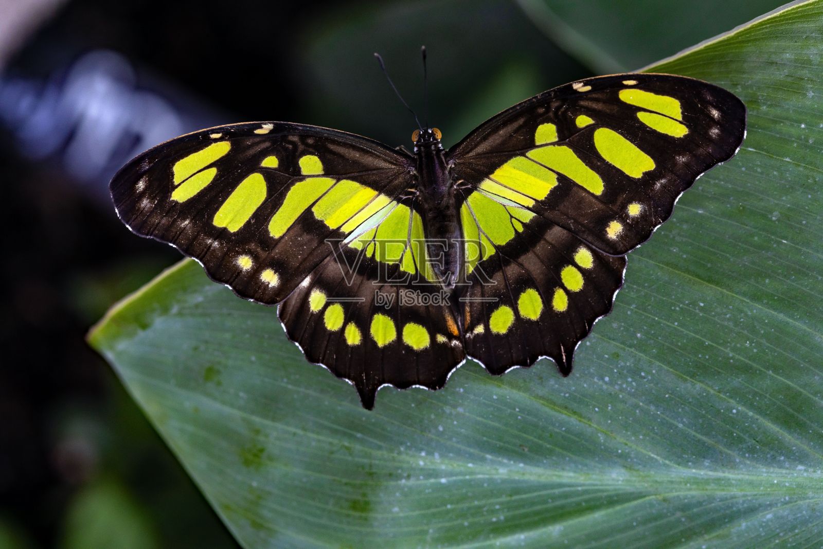 孔雀石蝴蝶的宏图照片摄影图片