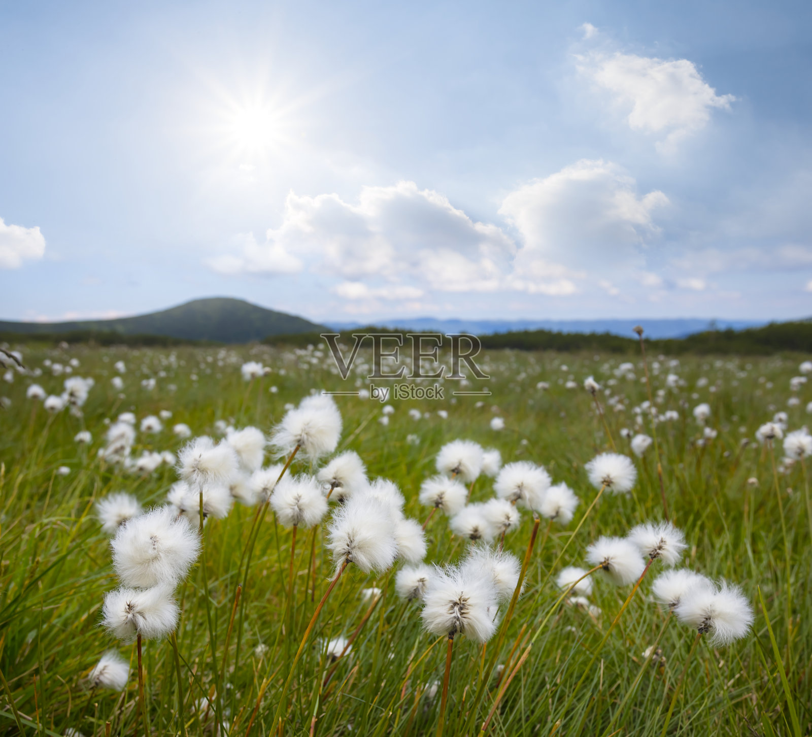 阳光灿烂的日子，青山里的野花田照片摄影图片