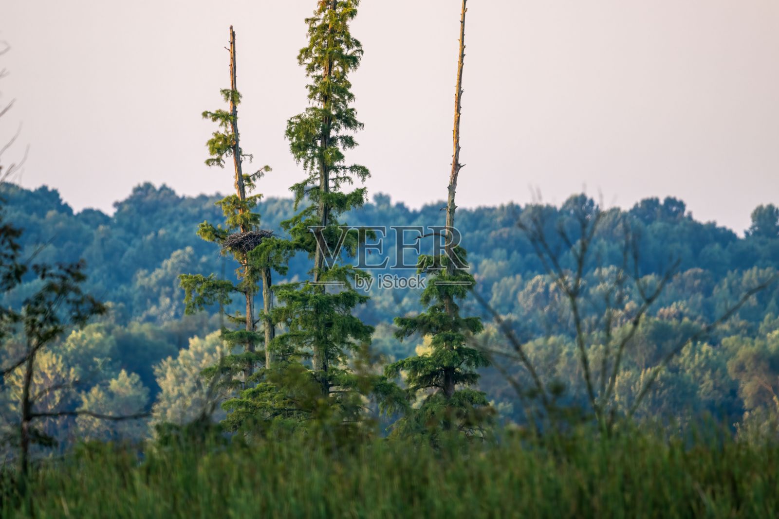 鸟儿在茂密森林里的冷杉树上筑巢照片摄影图片
